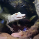 Illustration for article titled Rare Albino Alligators Flee Florida